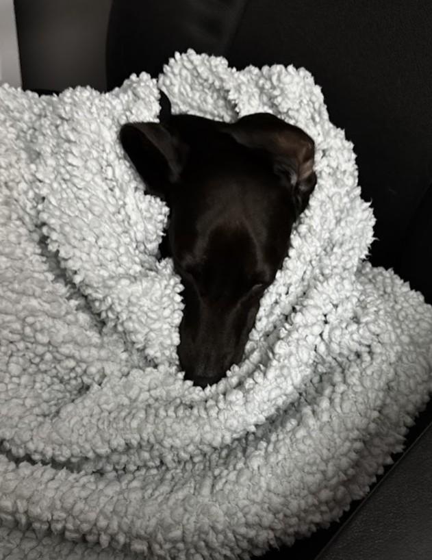 Dr. Dre, a Adopted Miniature Dachshund in Rochester, MN image 4/4