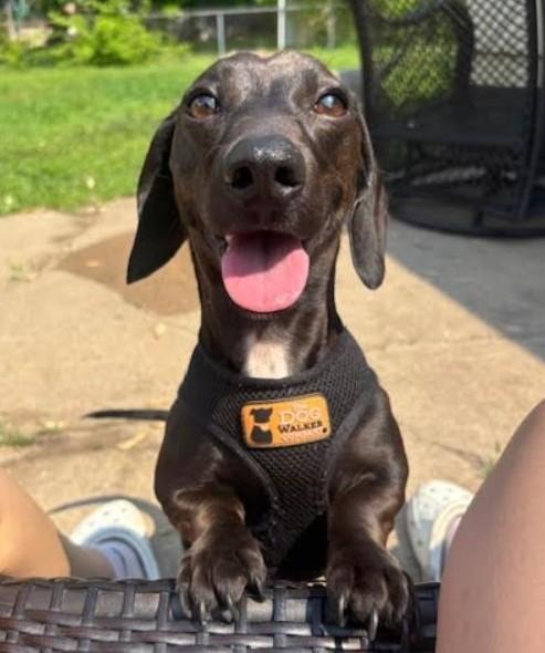 Dr. Dre, a Adopted Miniature Dachshund in Rochester, MN image 1/4