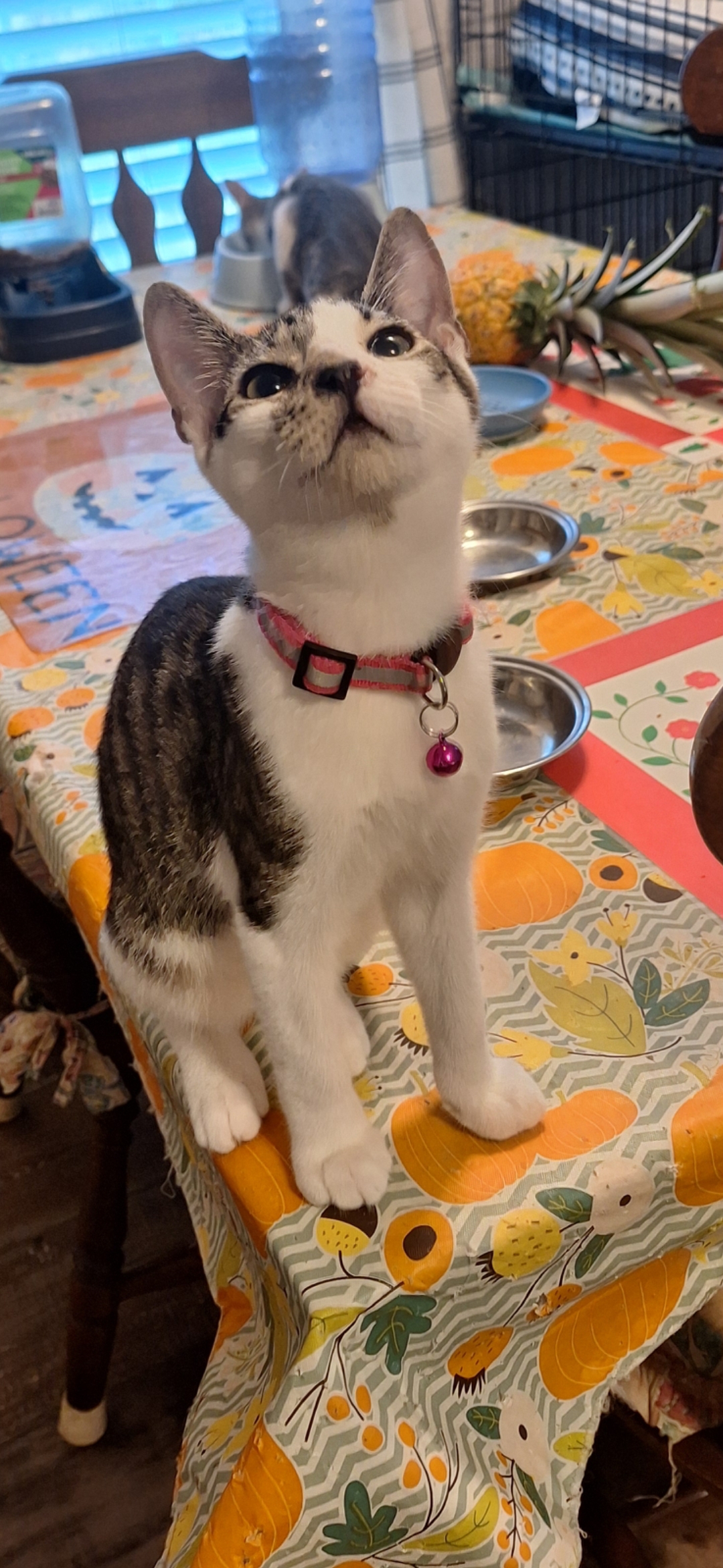 Cat for adoption Lorenzo Jr, an American Shorthair in Polk city, FL