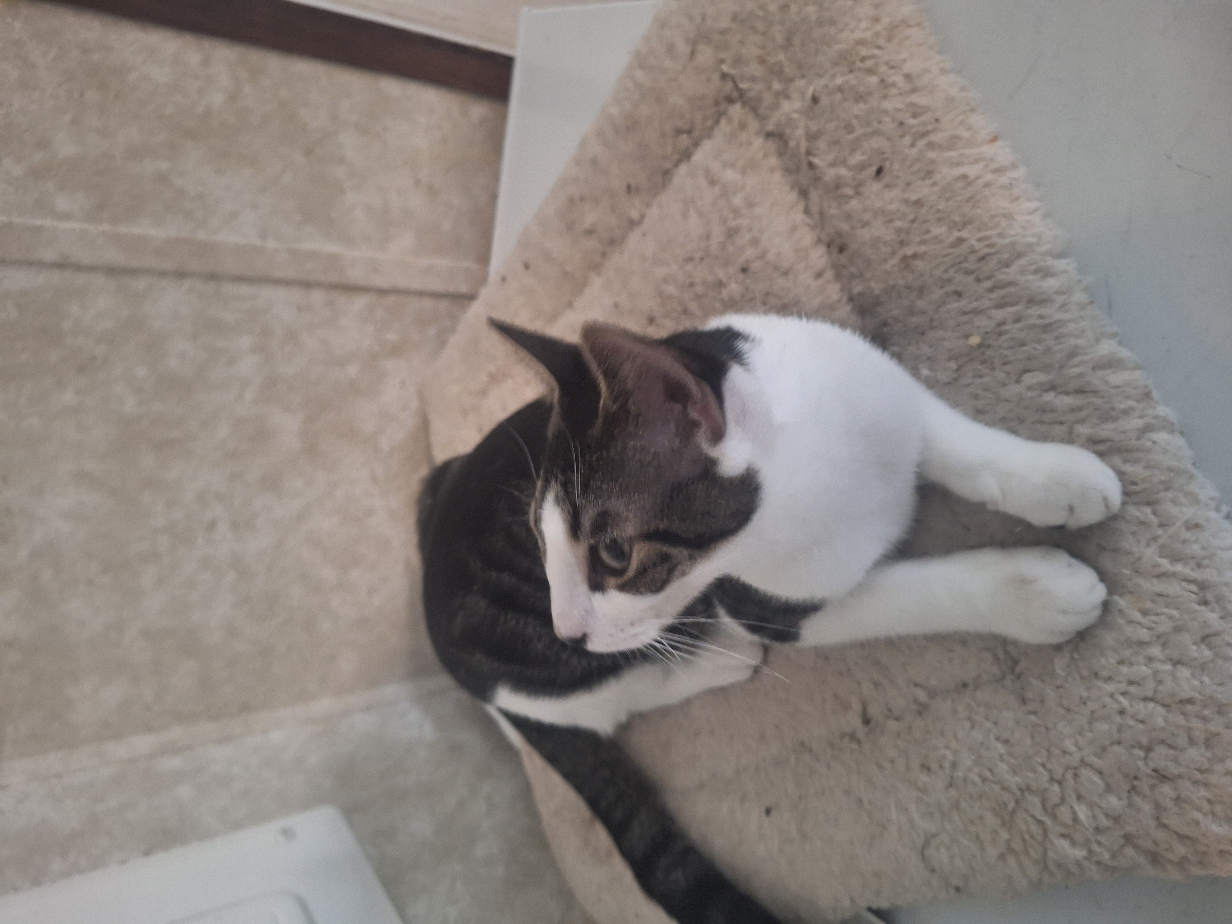 Cat for adoption Lorenzo Jr, an American Shorthair in Polk city, FL
