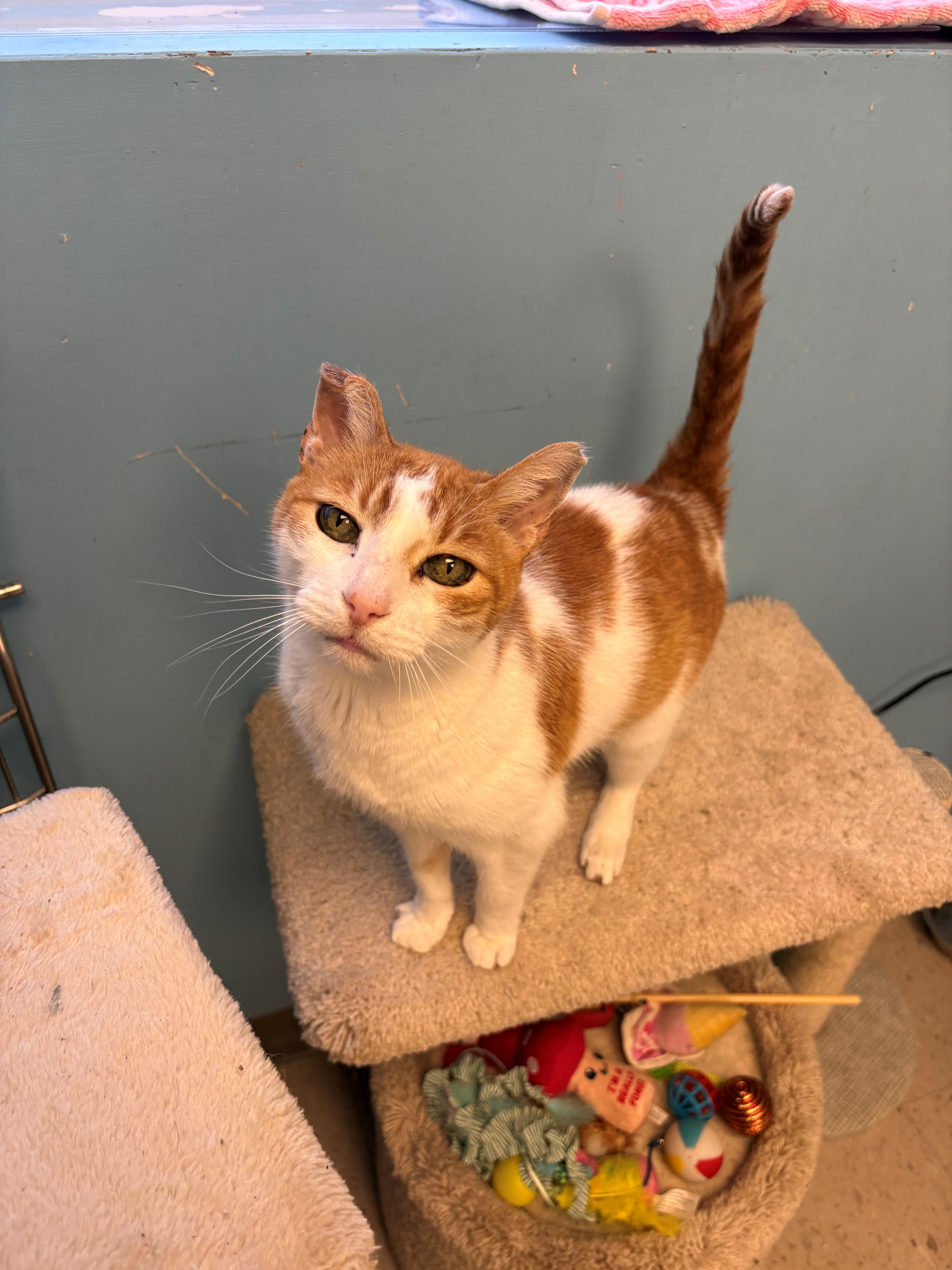 Enlarge Freckles, a ADOPTABLE Domestic Short Hair in Kingston, MA image 1/4