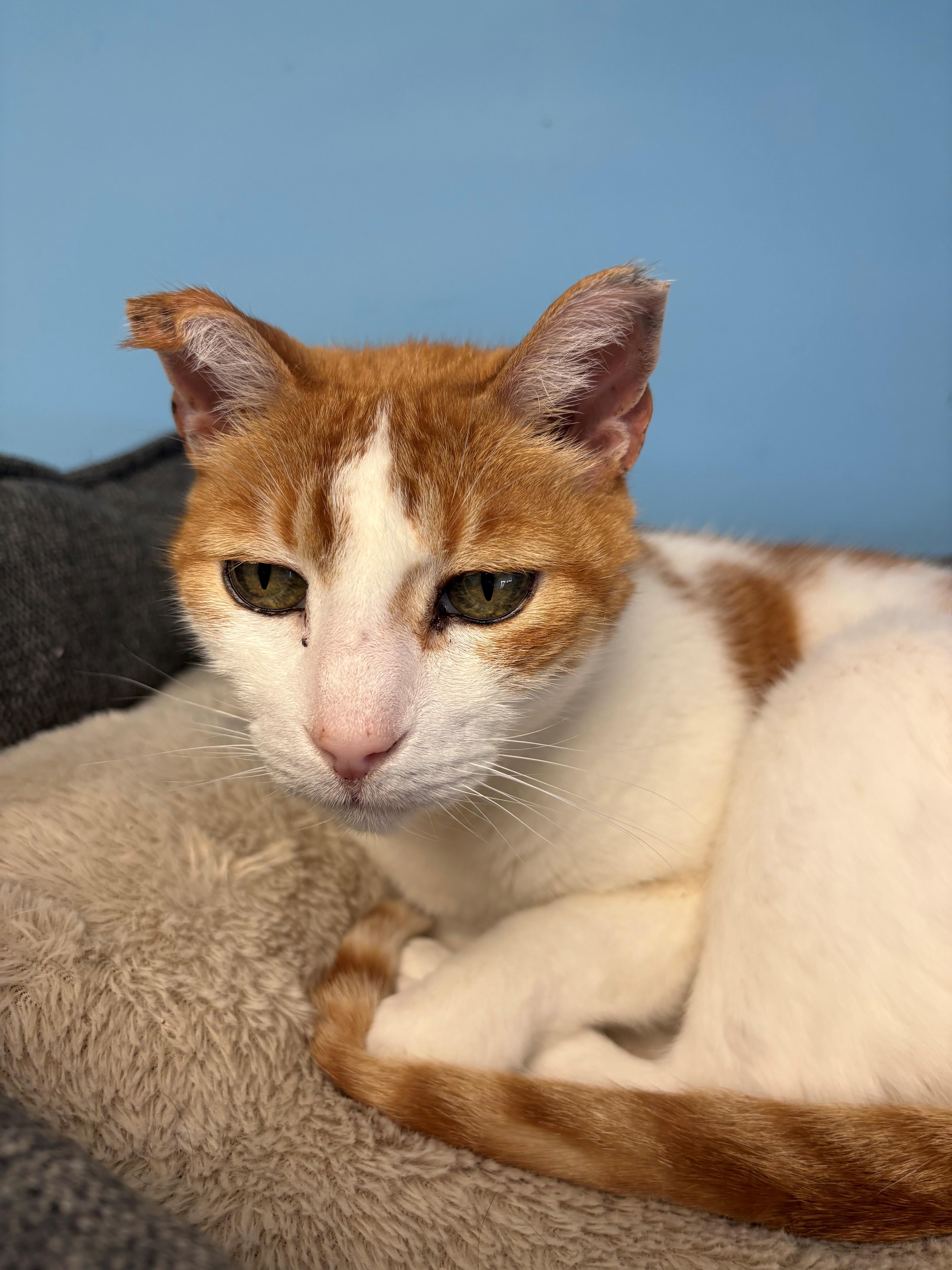 Enlarge Freckles, a ADOPTABLE Domestic Short Hair in Kingston, MA image 2/4