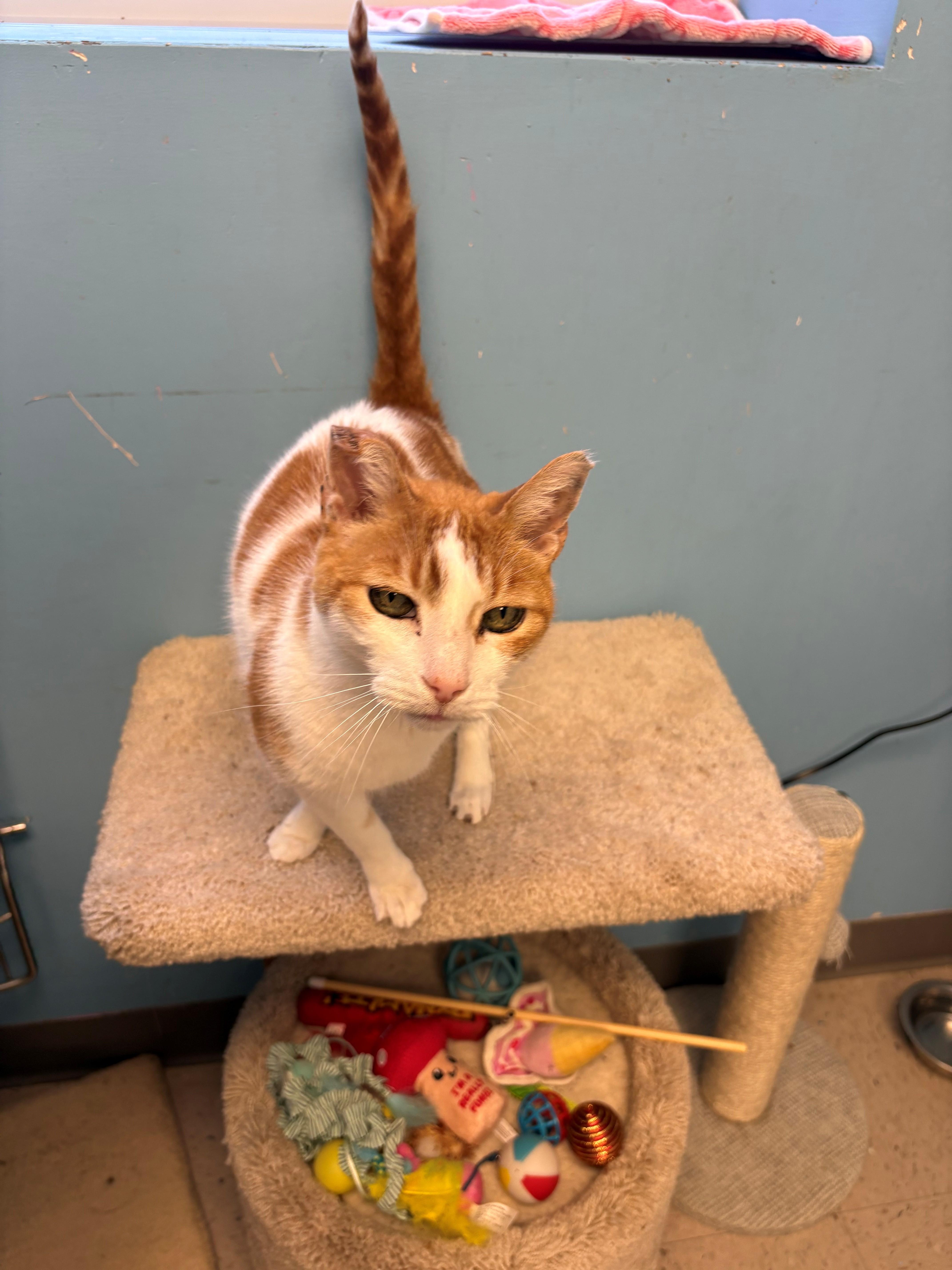 Enlarge Freckles, a ADOPTABLE Domestic Short Hair in Kingston, MA image 3/4