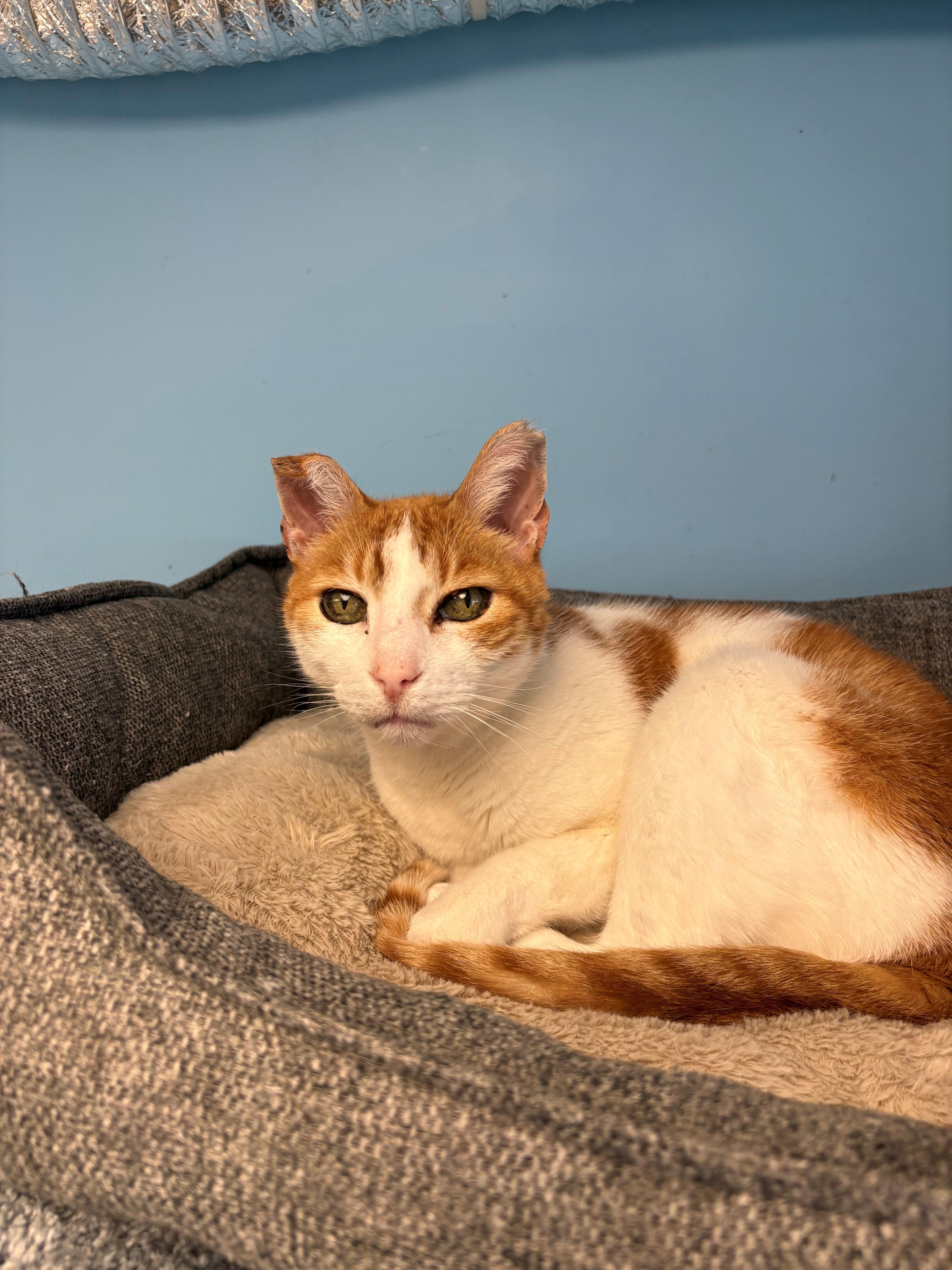 Enlarge Freckles, a ADOPTABLE Domestic Short Hair in Kingston, MA image 4/4