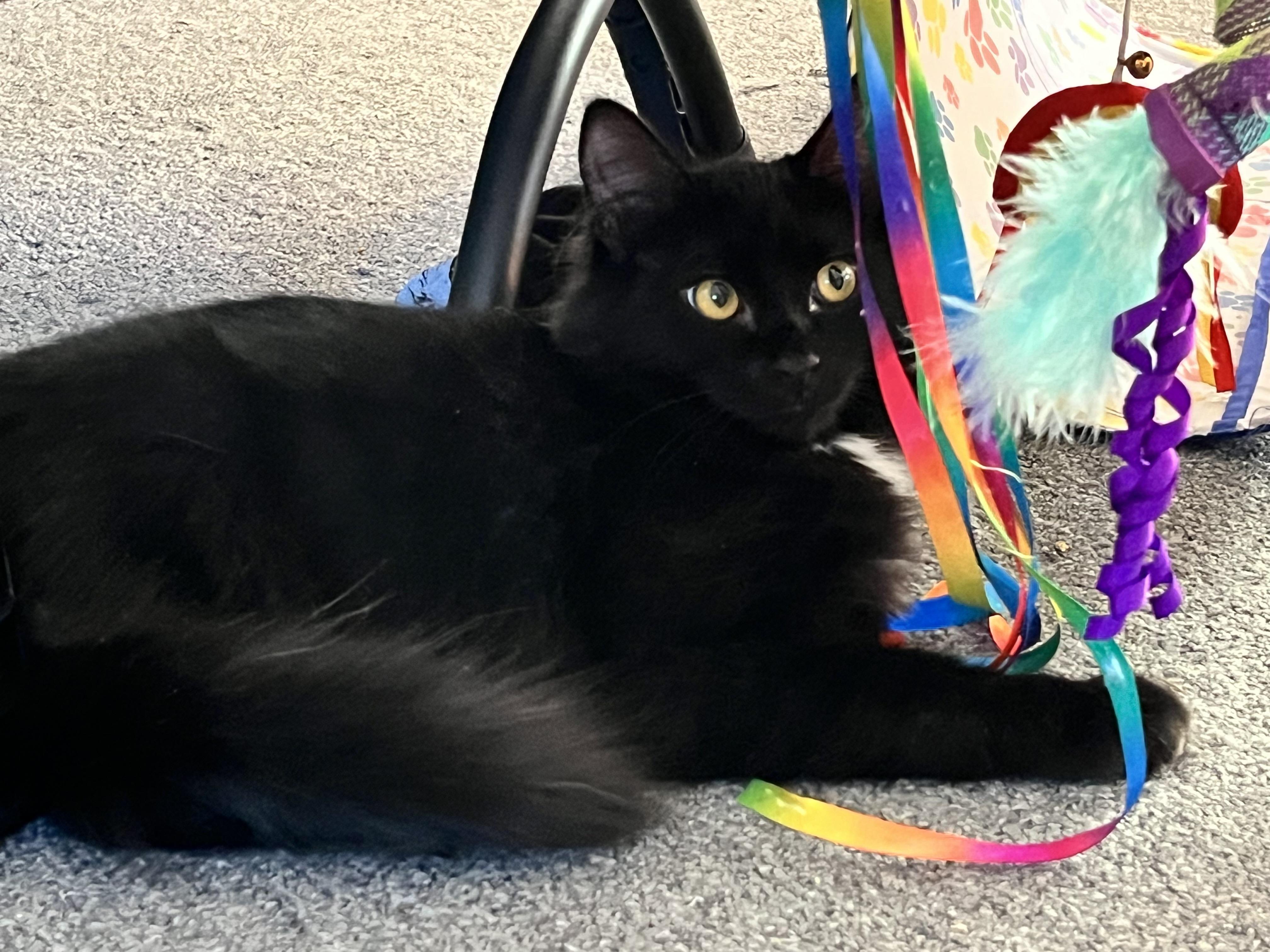 Enlarge Basil, a Adoptable Domestic Medium Hair in Missoula, MT image 1/3