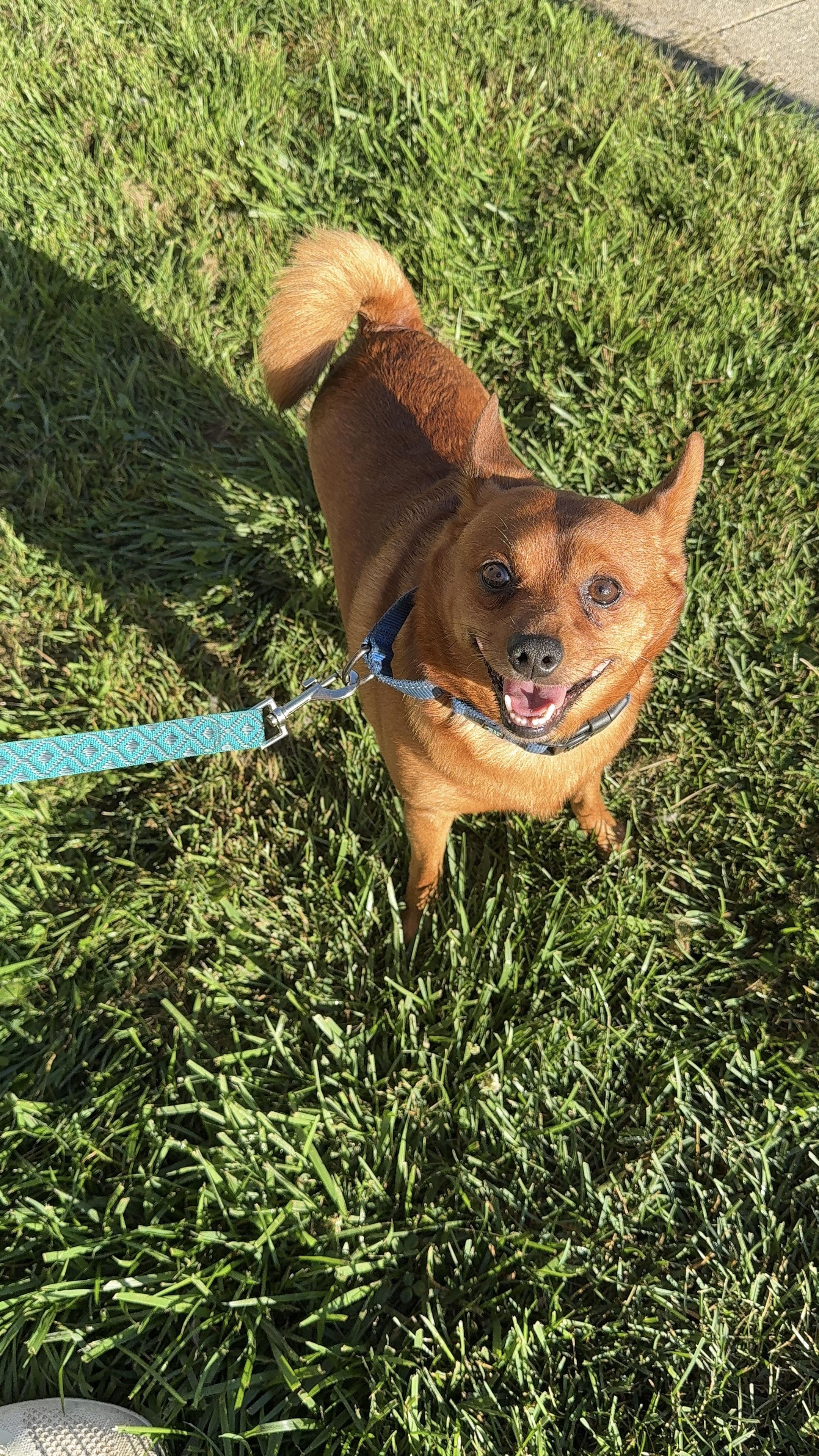 Scooby