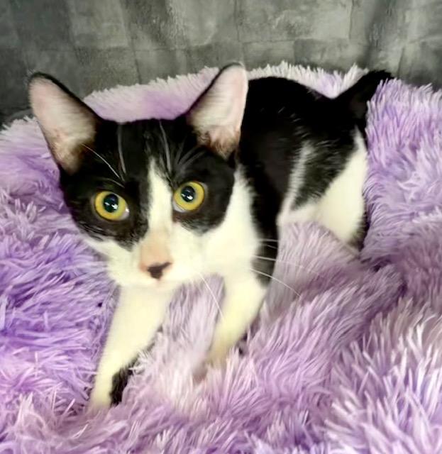 BANANA, Adopted, Young Male Domestic Short Hair.
