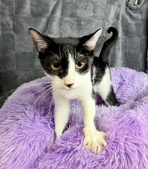 Enlarge BANANA, a Adopted Domestic Short Hair in Lynn Haven, FL image 2/2