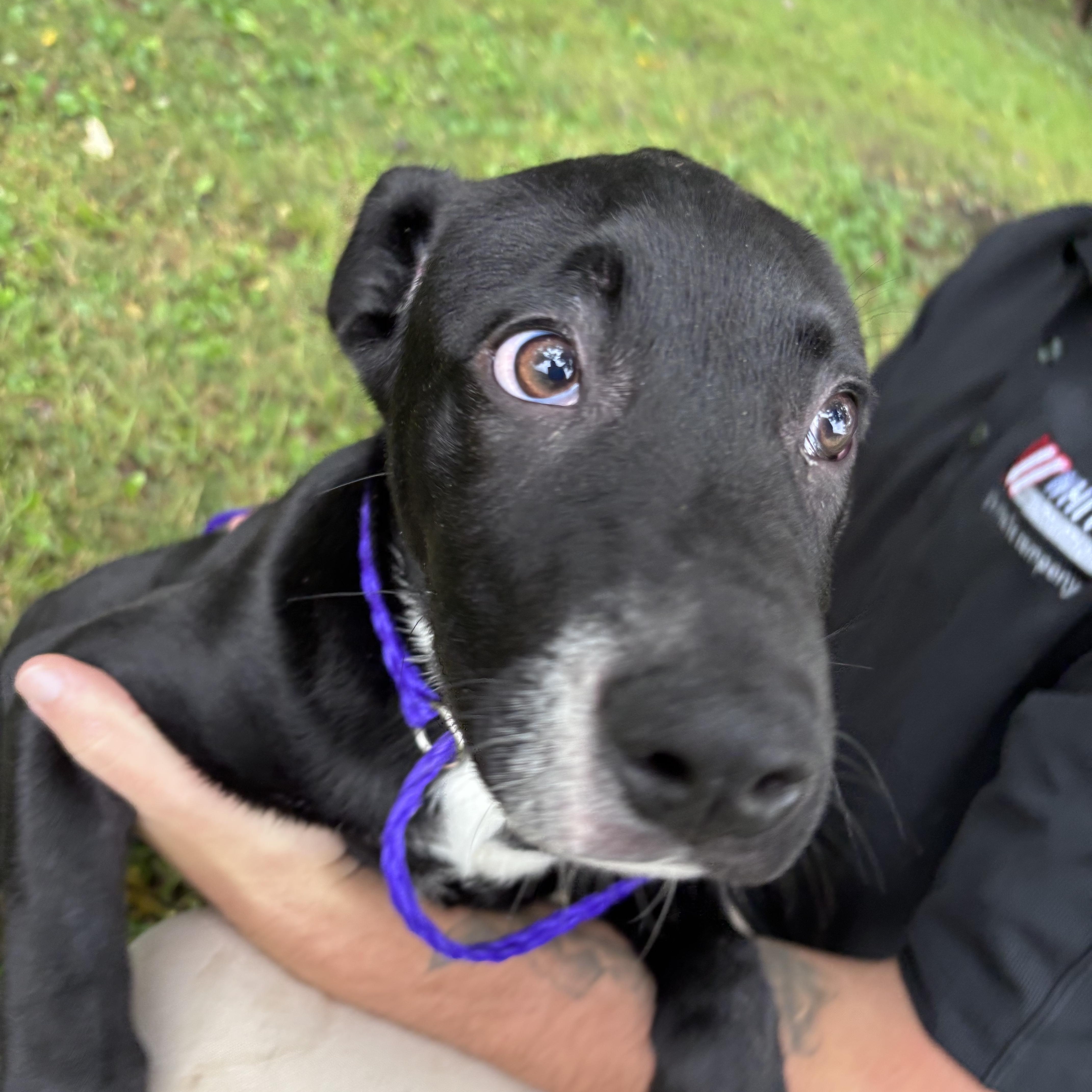 Enlarge Brooks, a Adoptable mixed breed in New Castle, IN image 2/2