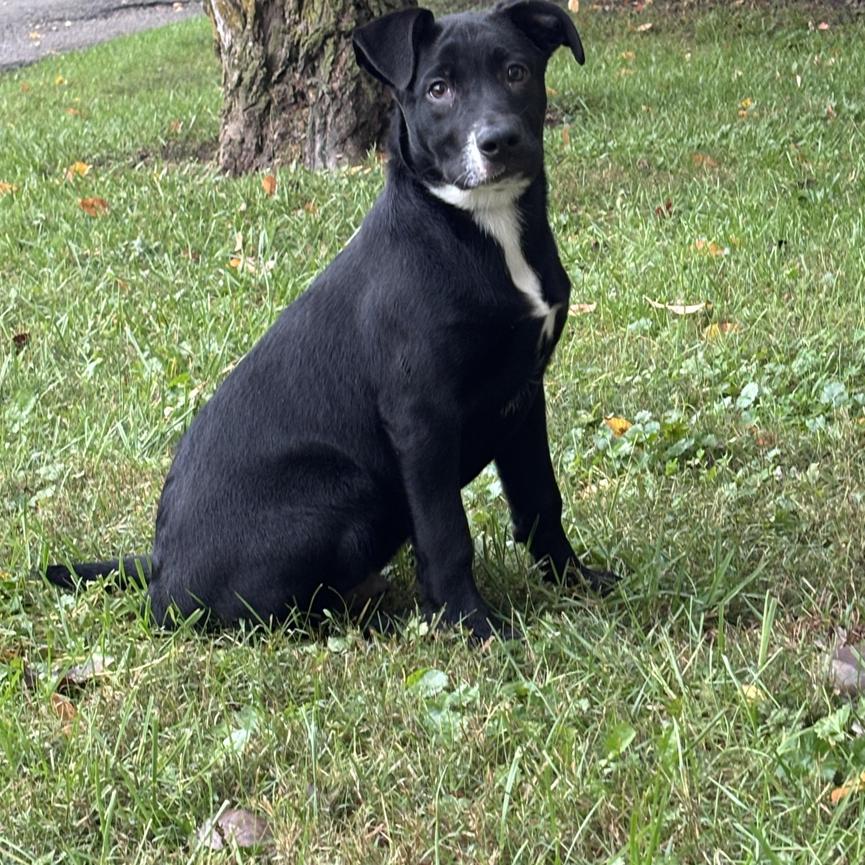 Brooks, Adoptable, Puppy Male Black Labrador Retriever.