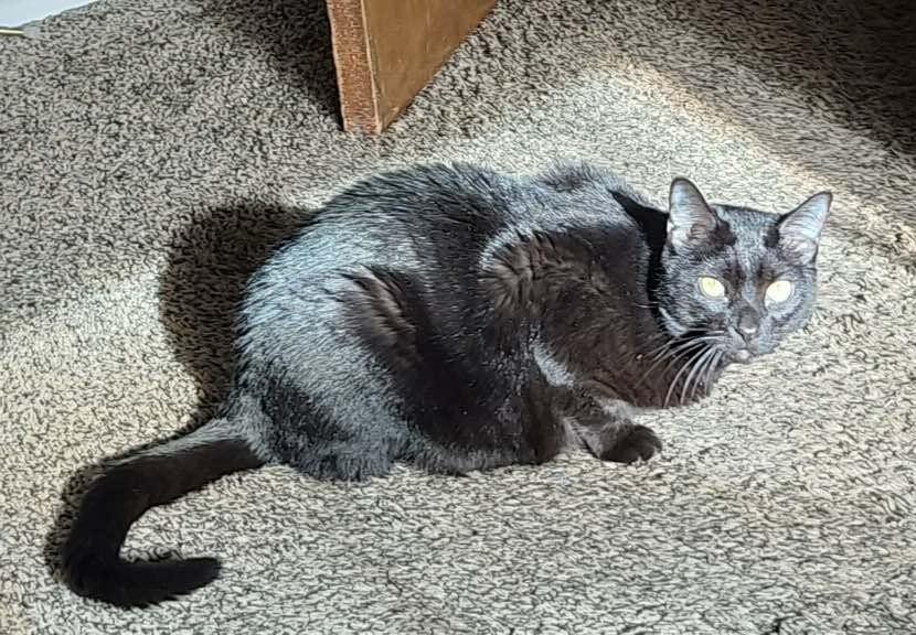 Iris, Adoptable, Adult Female Domestic Medium Hair.