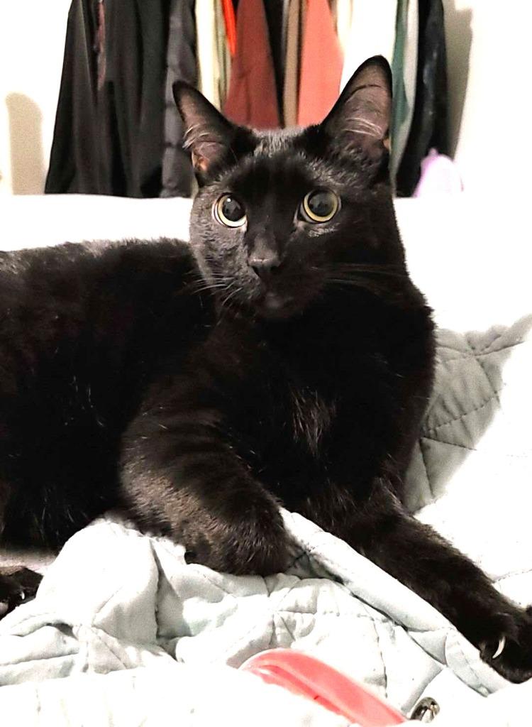 Enlarge Iris, a Adoptable mixed breed in Ogden, UT image 2/4