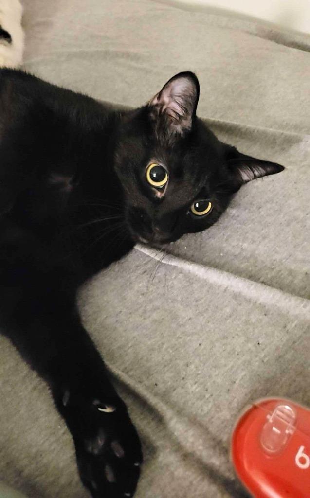 Enlarge Iris, a Adoptable mixed breed in Ogden, UT image 3/4