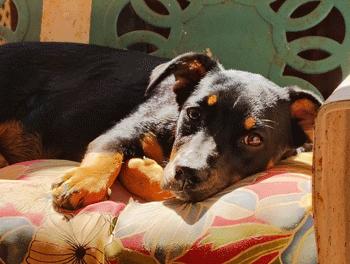 Dolly, a Adoptable mixed breed in West Decatur, PA image 4/6