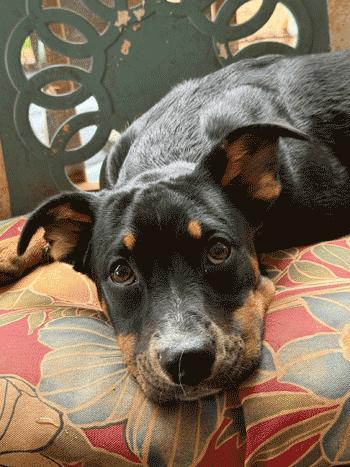 Dolly, Adoptable, Puppy Female Beagle & Fox Terrier.