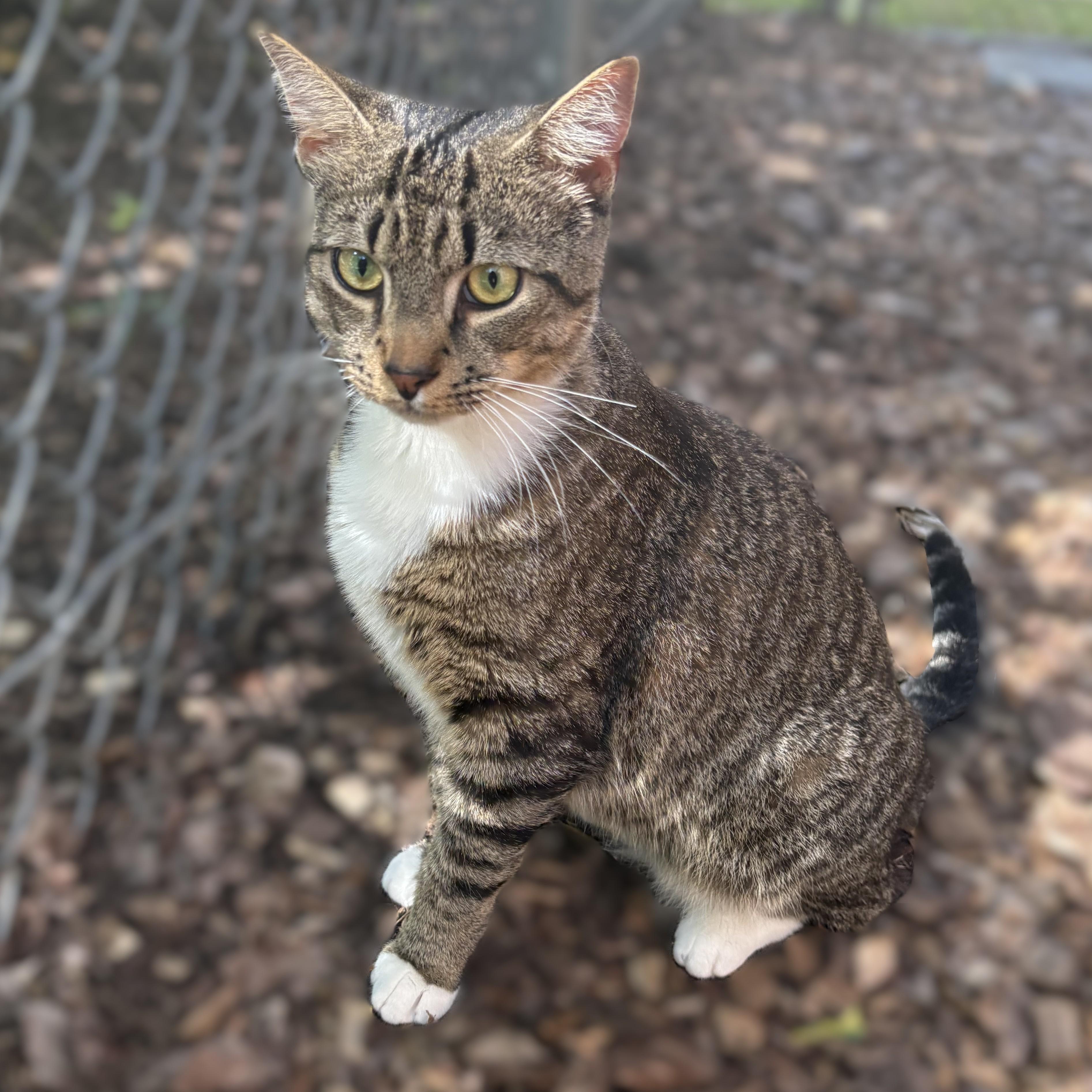 Enlarge Cornelius- 53653, a Adoptable Domestic Short Hair in Columbia, MD image 1/3