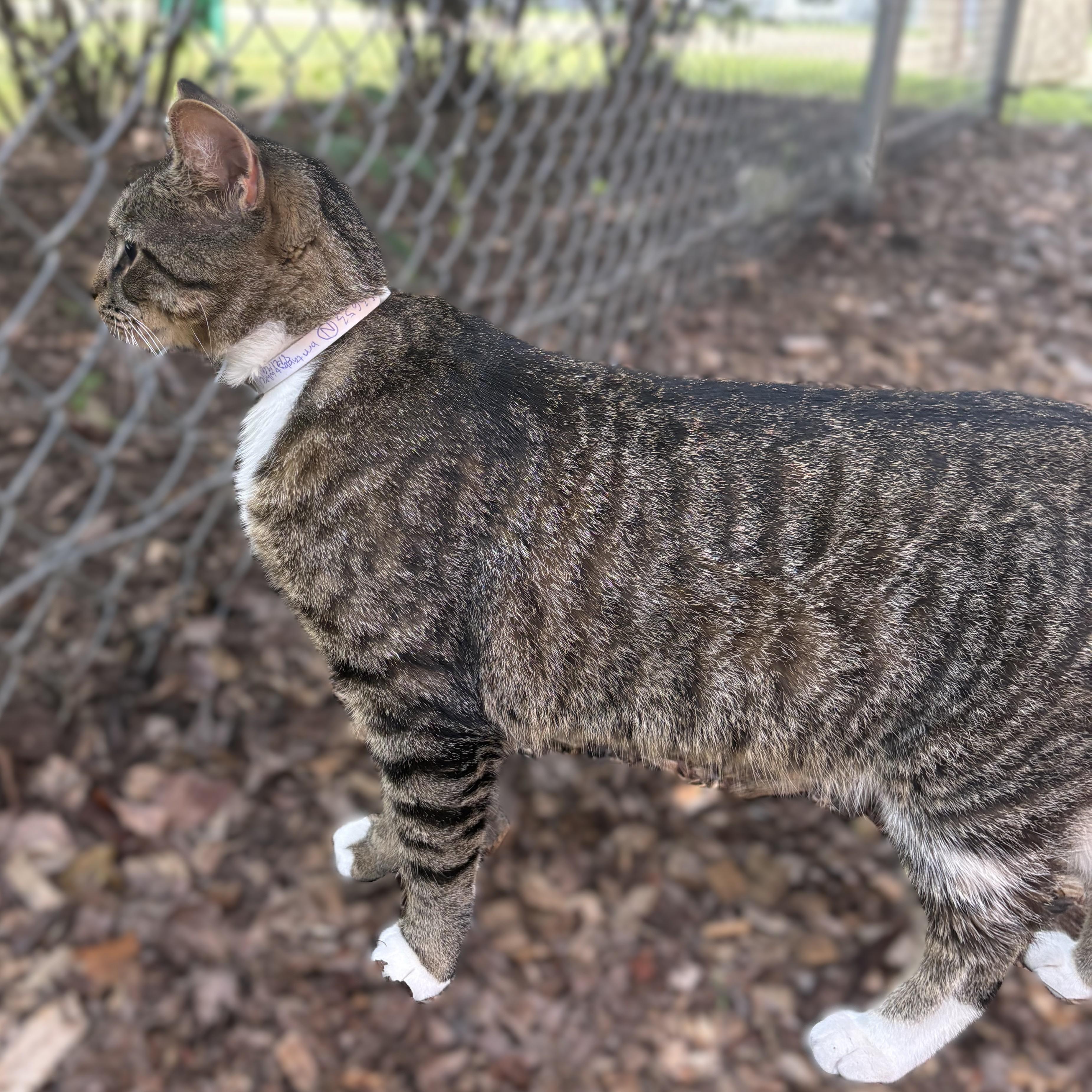 Enlarge Cornelius- 53653, a Adoptable Domestic Short Hair in Columbia, MD image 3/3
