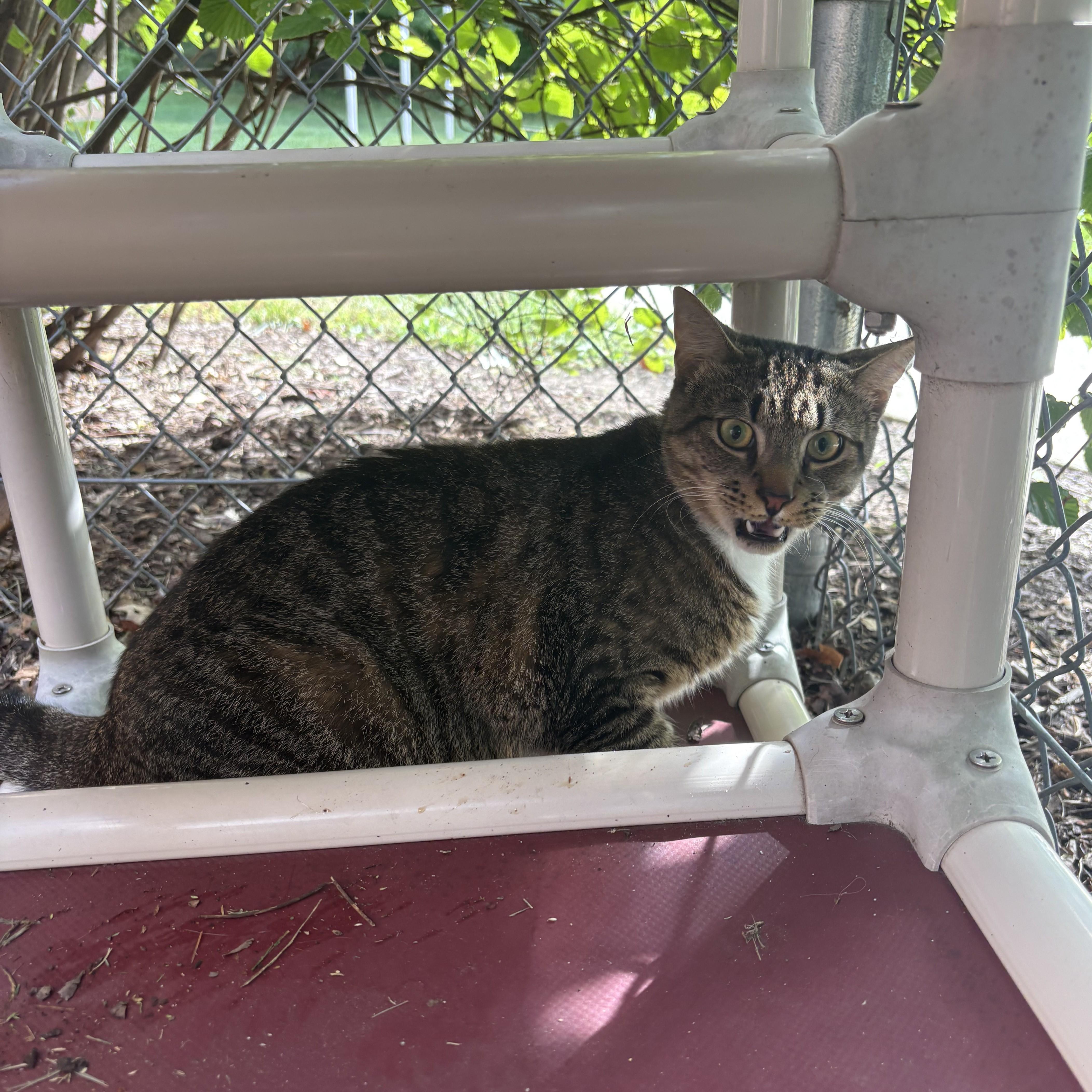 Enlarge Cornelius- 53653, a Adoptable Domestic Short Hair in Columbia, MD image 2/3