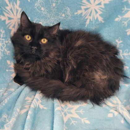 Enlarge 6881 (Orion), a Adoptable Domestic Long Hair in Lake City, MI image 1/1