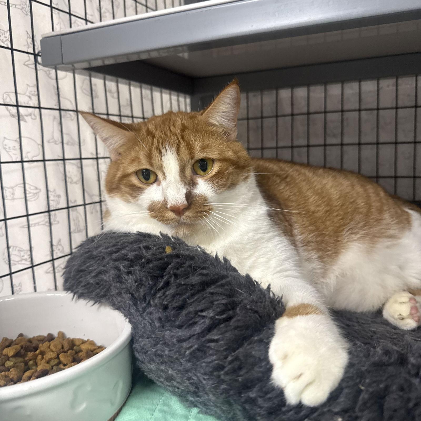 Bugles, Adoptable, Adult Male Domestic Short Hair.