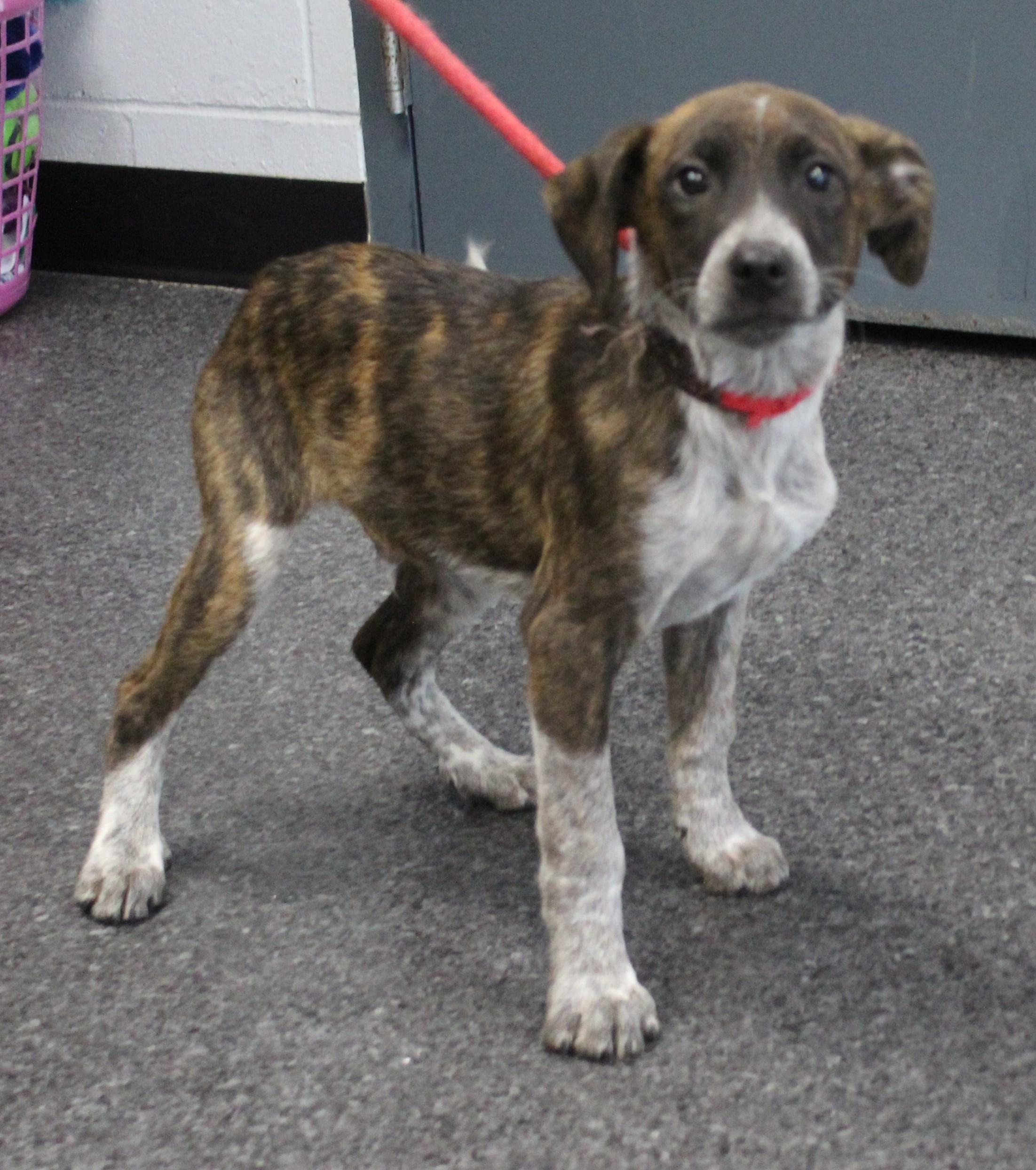 Enlarge Fezzy (11790), a ADOPTABLE mixed breed in Heath, OH image 2/2