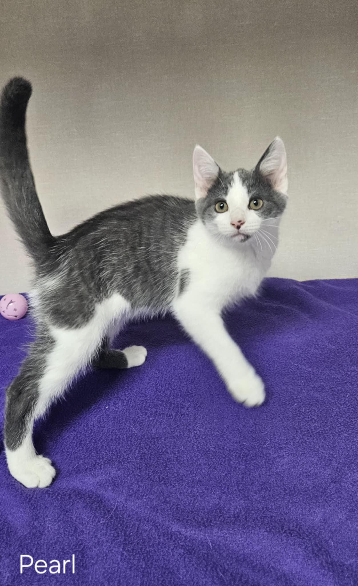 Pearl, Young Female unknown