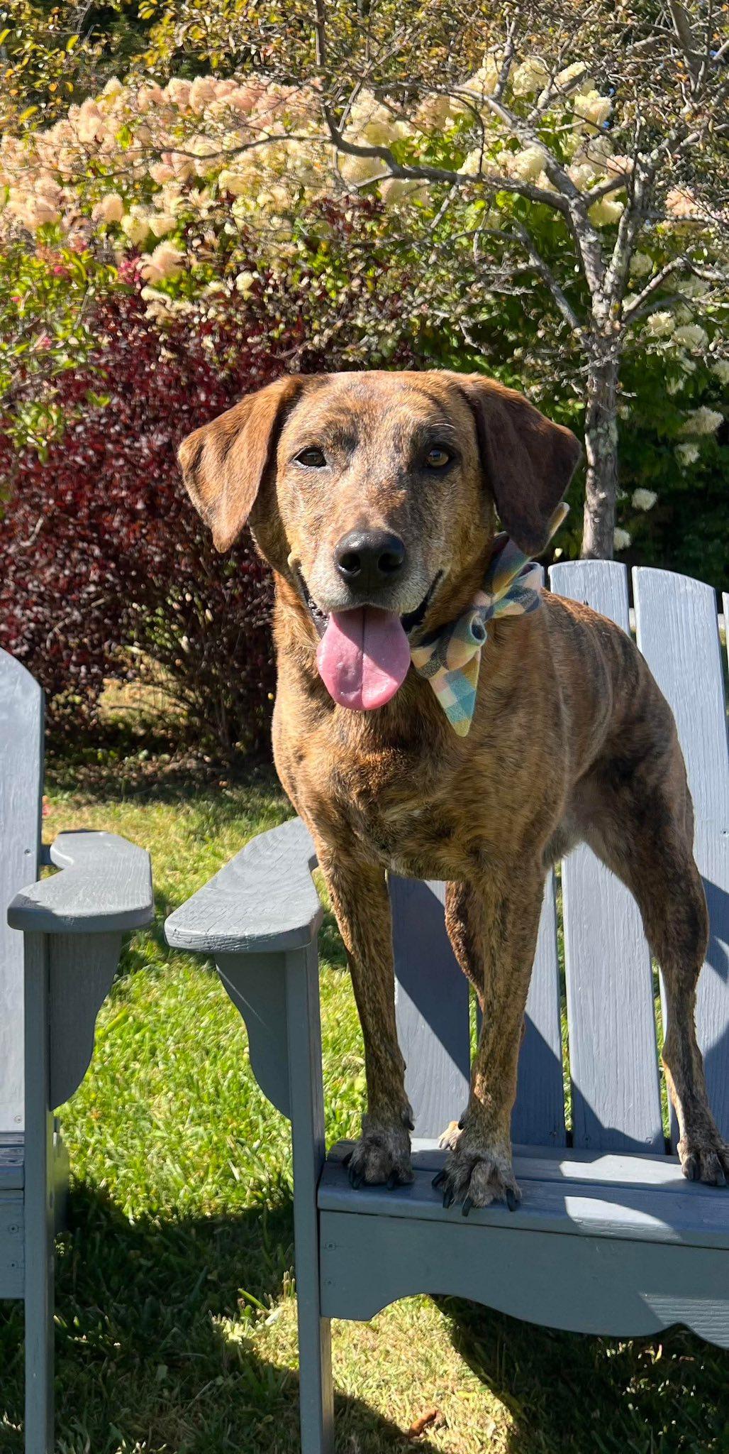 Enlarge Kiwi, a ADOPTABLE mixed breed in Randolph Center, VT image 5/6