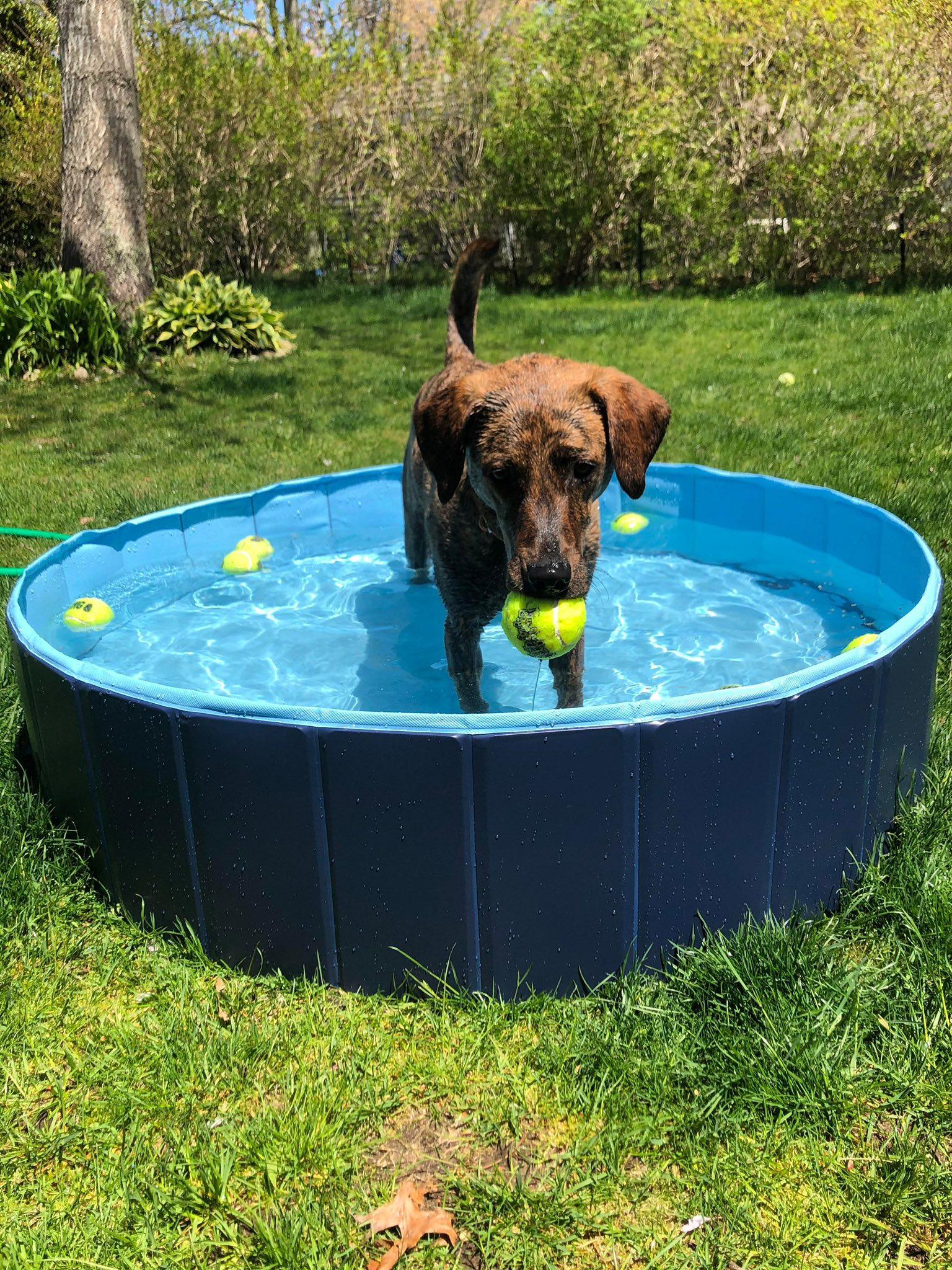 Enlarge Kiwi, a ADOPTABLE mixed breed in Randolph Center, VT image 2/6