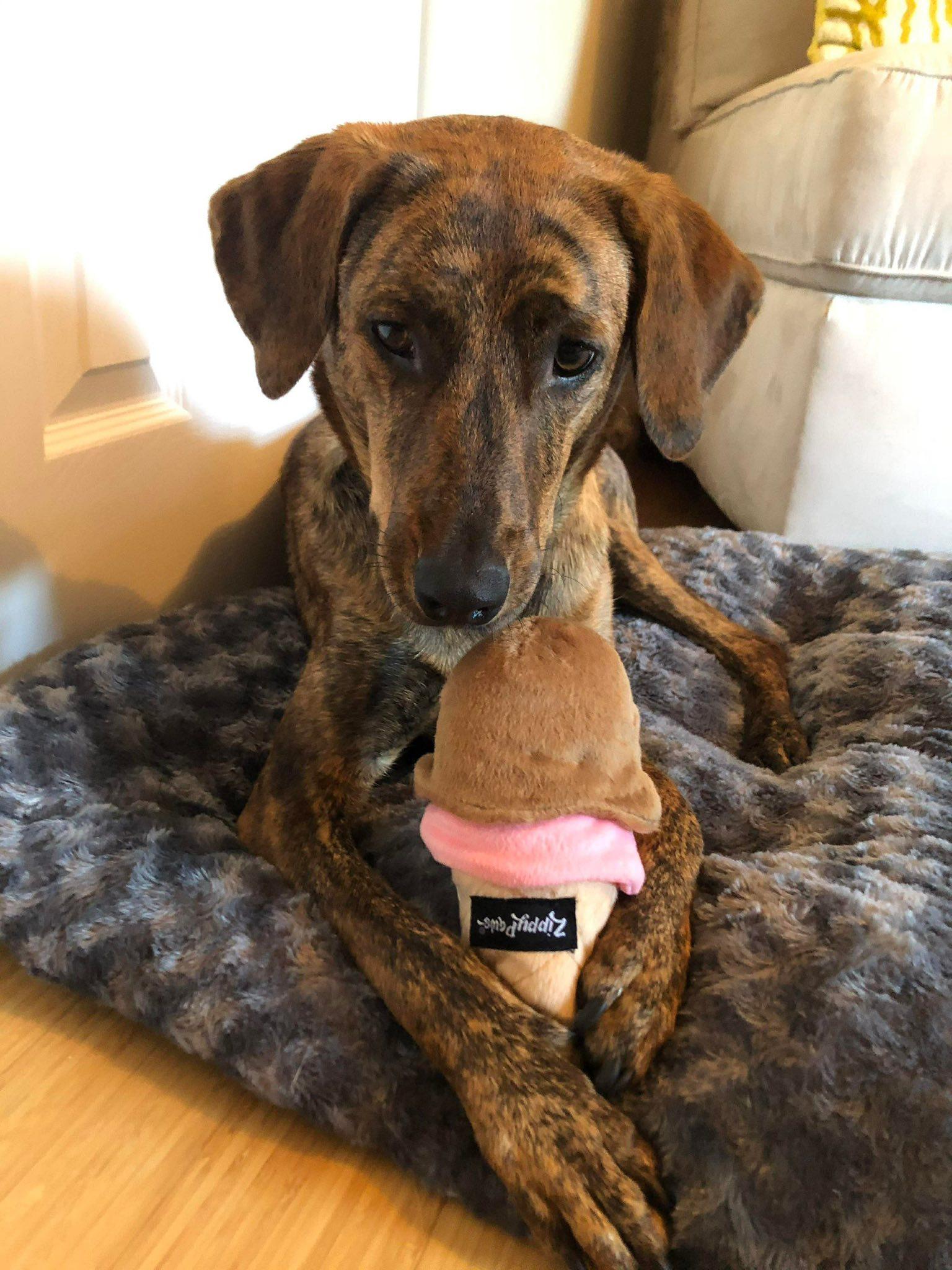 Kiwi, ADOPTABLE, Adult Female Hound & Labrador Retriever.