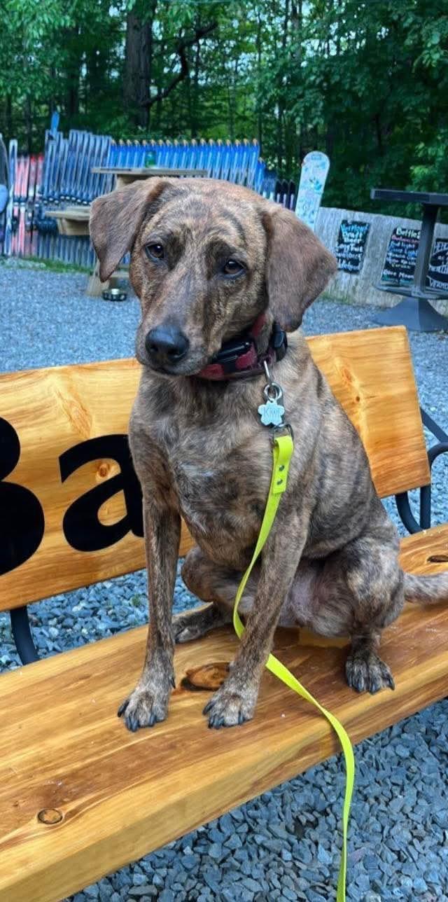Enlarge Kiwi, a ADOPTABLE mixed breed in Randolph Center, VT image 6/6