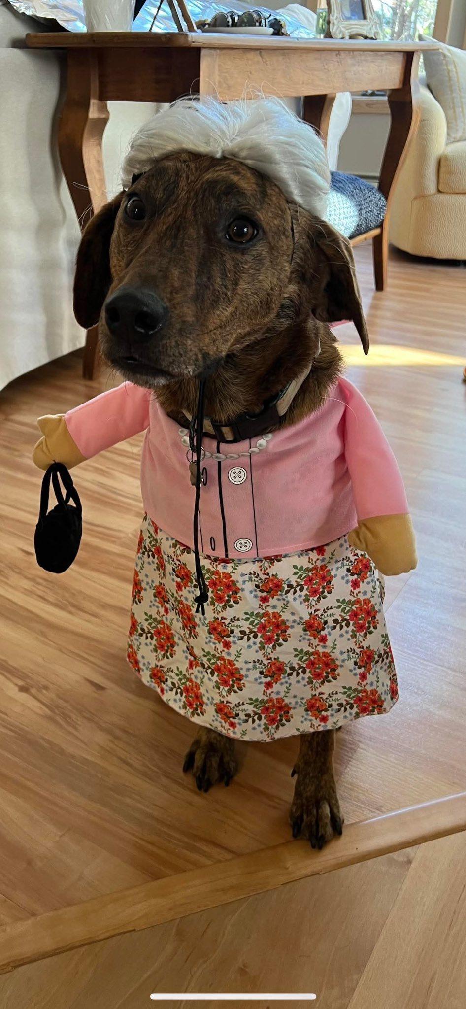 Enlarge Kiwi, a ADOPTABLE mixed breed in Randolph Center, VT image 4/6