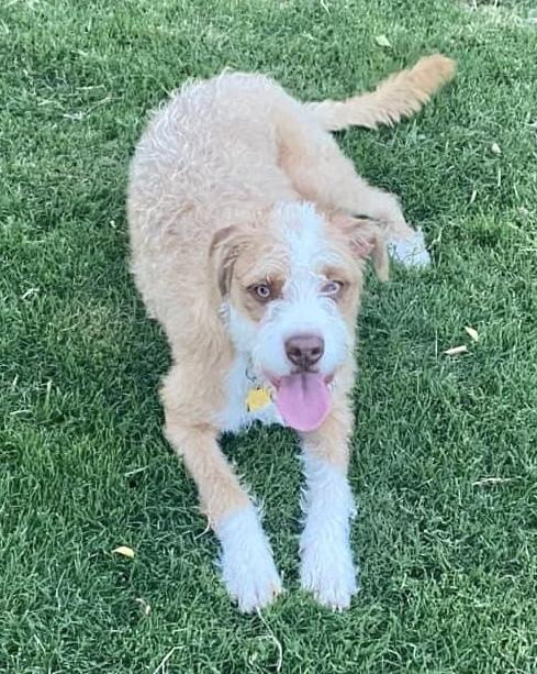 Ranger, Adoptable, Young Male Terrier.