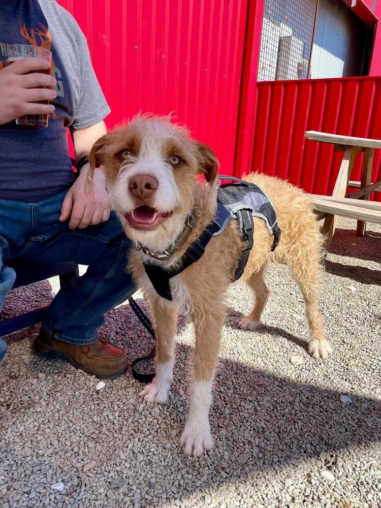 Enlarge Ranger, a Adoptable mixed breed in Shawnee, OK image 4/5
