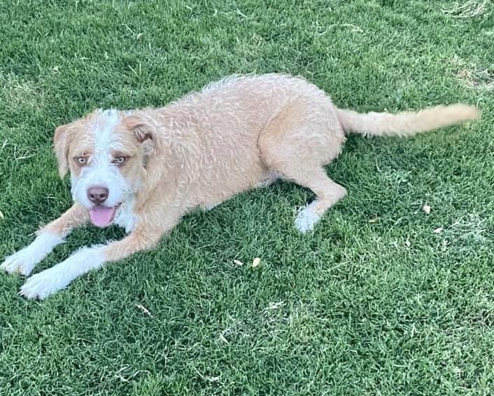 Enlarge Ranger, a Adoptable mixed breed in Shawnee, OK image 5/5