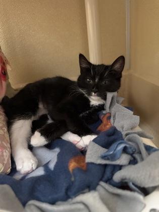 Enlarge Surf, a Adoptable mixed breed in Pleasanton, CA image 1/3