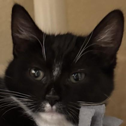 Enlarge Surf, a Adoptable mixed breed in Pleasanton, CA image 2/3