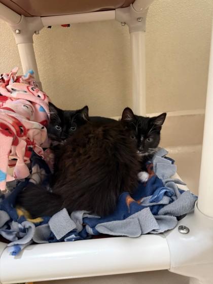 Enlarge Surf, a Adoptable mixed breed in Pleasanton, CA image 3/3