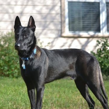 Vinnie, ADOPTABLE, Puppy Male Belgian Shepherd / Malinois.