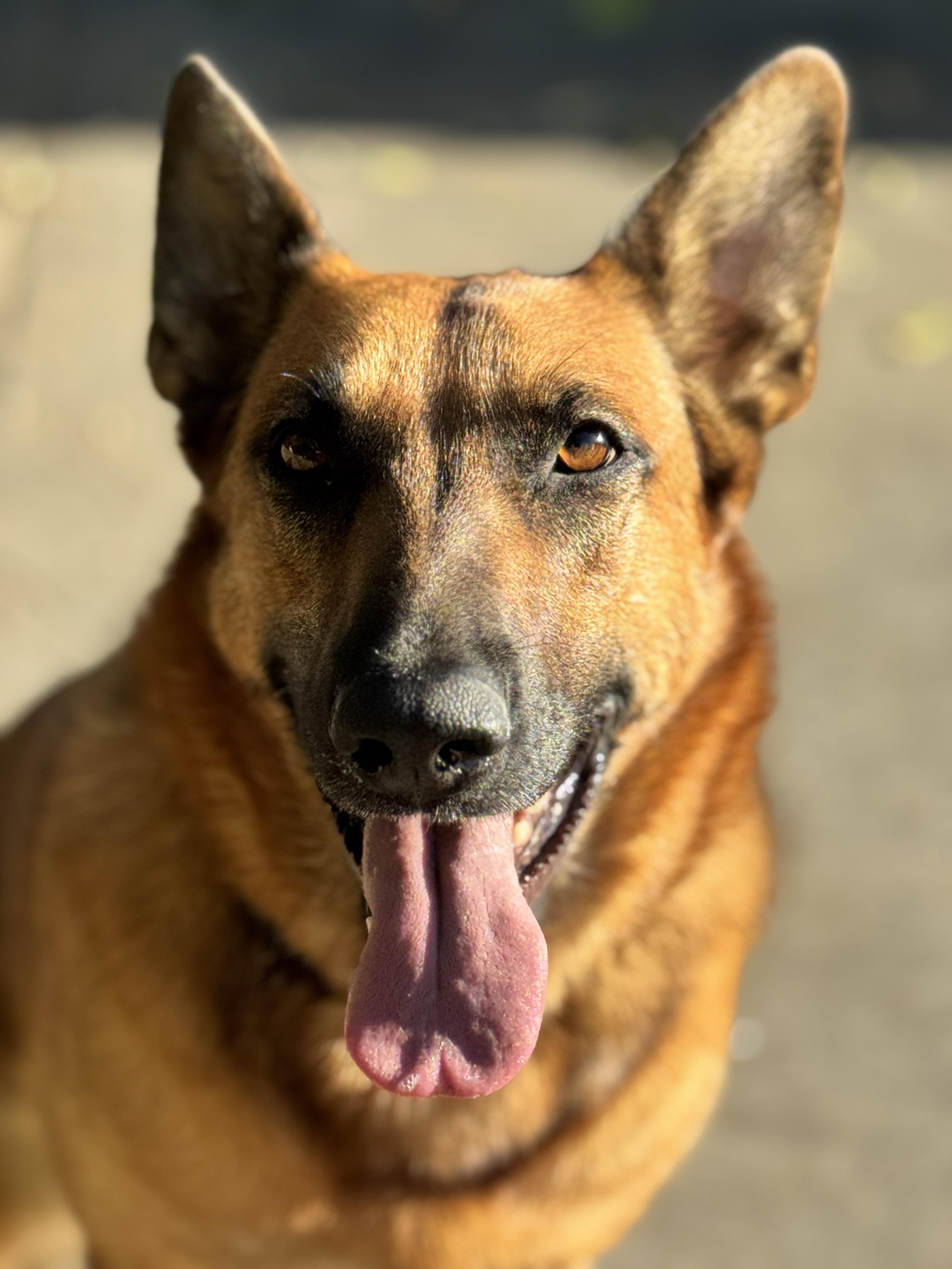 Brandy, Adoptable, Adult Female German Shepherd Dog.