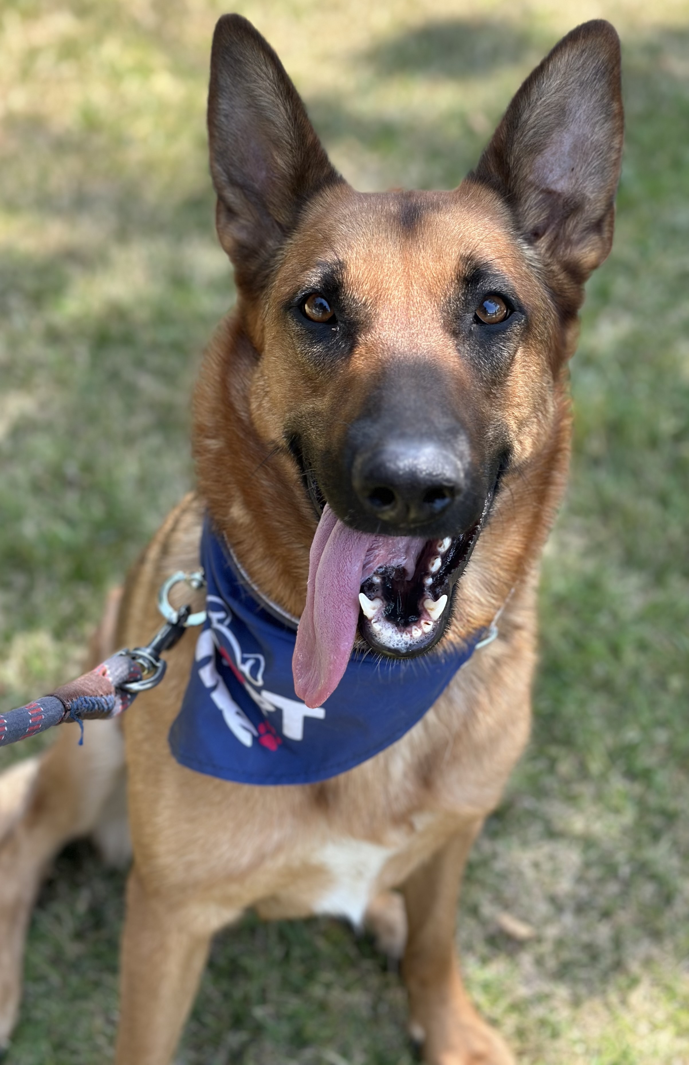 Enlarge Brandy, a Adoptable German Shepherd Dog in Burbank, CA image 3/6