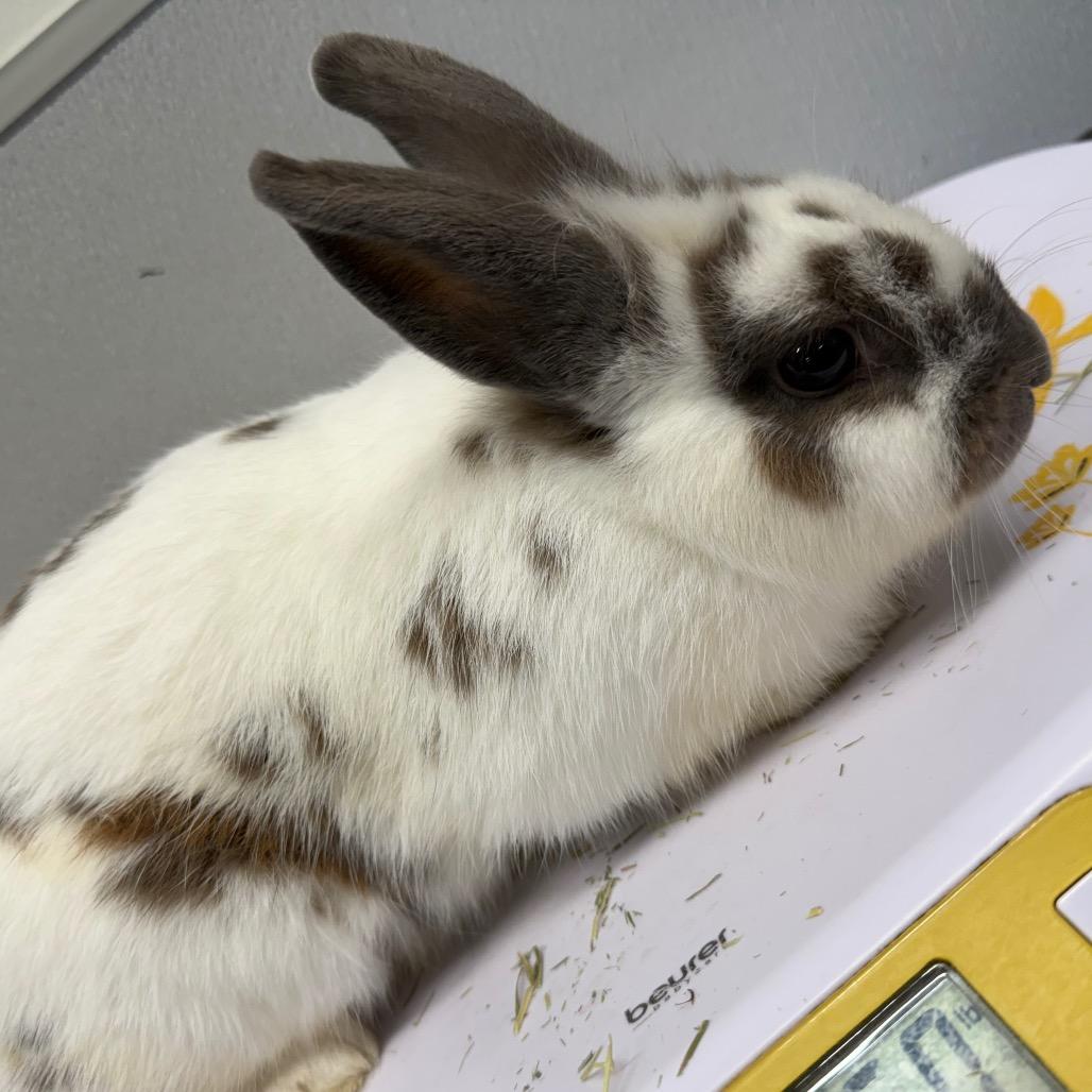 Hopps, Adoptable, Young Female American.
