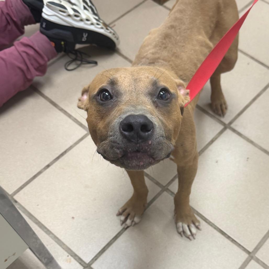 Steven, Adoptable, Young Male Pit Bull Terrier.
