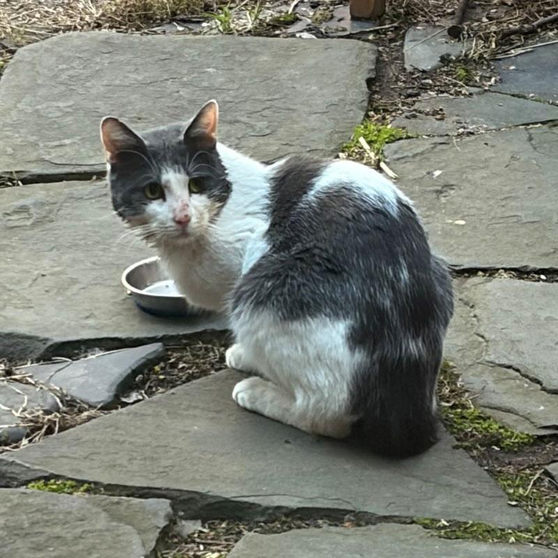 Enlarge Yardbird, an adopted Domestic Short Hair in Brooklyn, NY image 1/1