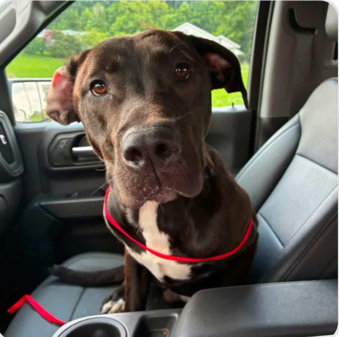 Seth, Adoptable, Young Male Labrador Retriever.
