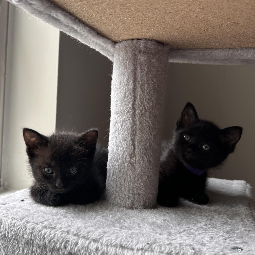 Lestat, a Adoptable Domestic Short Hair in Huntsville, AL image 2/6