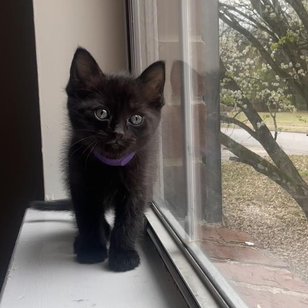 Lestat, a Adoptable Domestic Short Hair in Huntsville, AL image 3/6