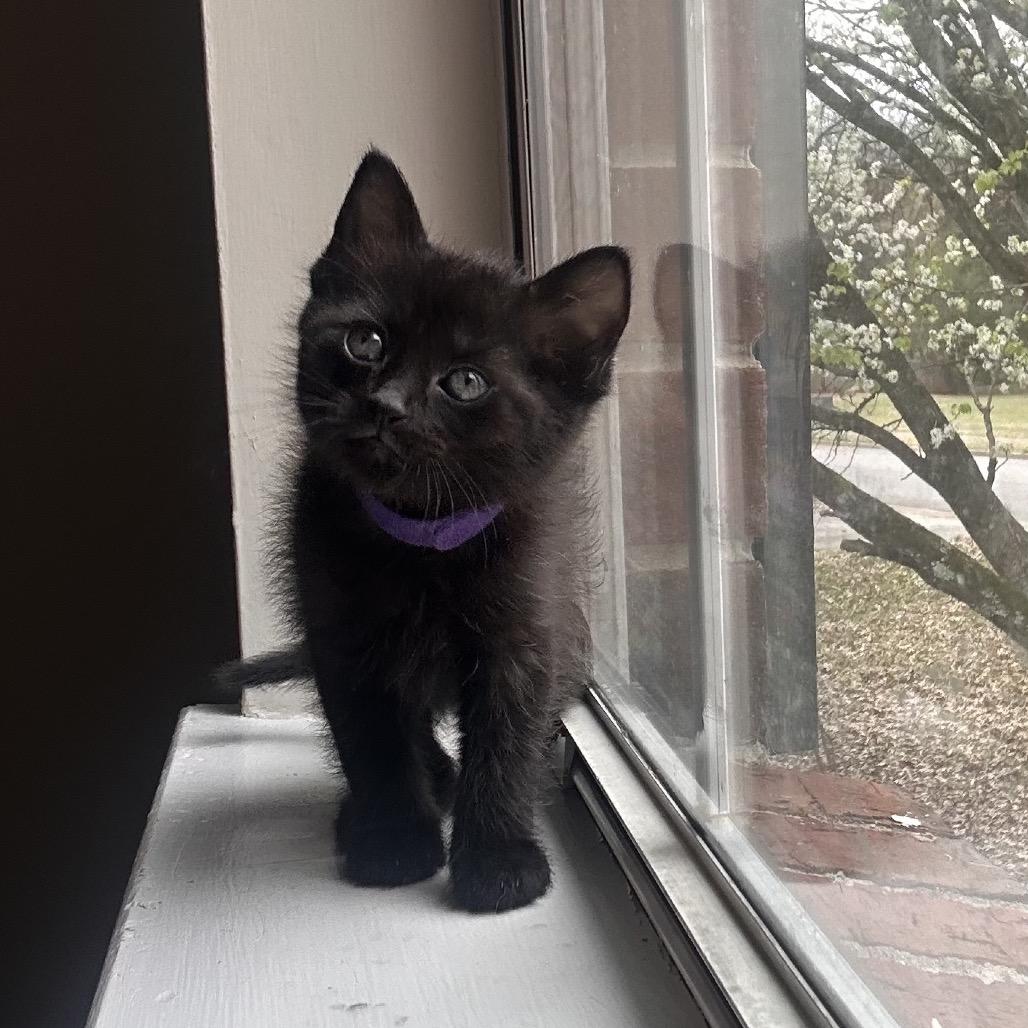 Lestat, a Adoptable Domestic Short Hair in Huntsville, AL image 4/6