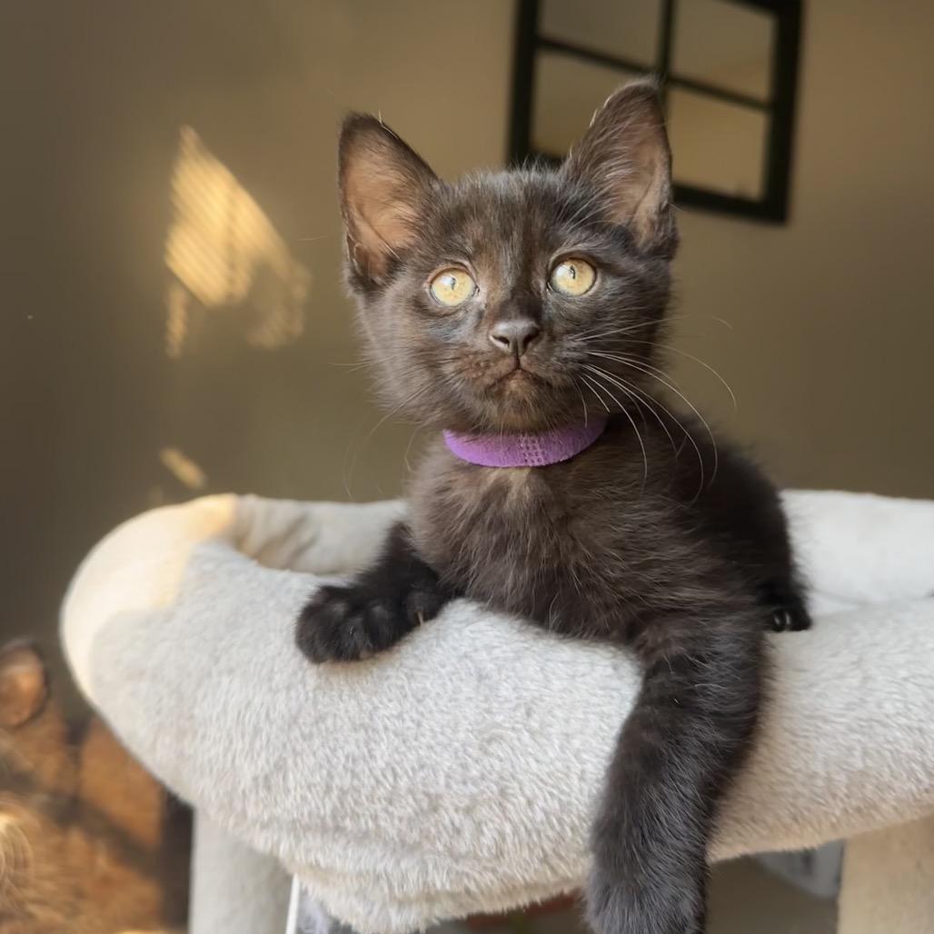 Lestat, a Adoptable Domestic Short Hair in Huntsville, AL image 5/6