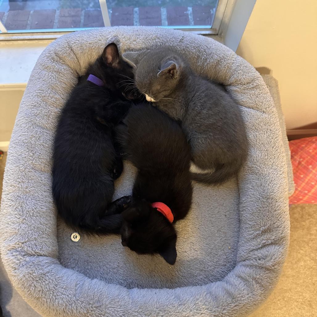 Lestat, a Adoptable Domestic Short Hair in Huntsville, AL image 6/6