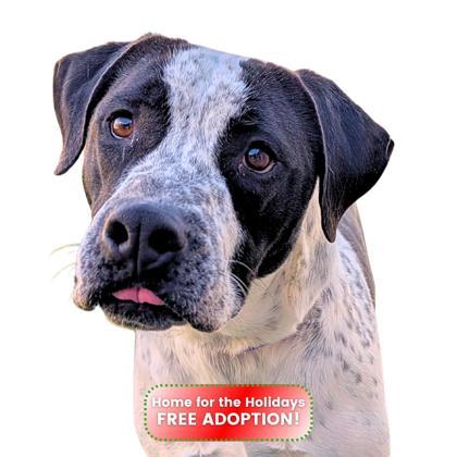 Enlarge Gingersnap, a Adoptable mixed breed in Reno, NV image 1/1